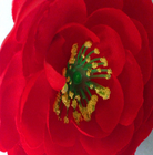 Capolino reale di seta di Rosa di tè del diametro 10cm di tocco del Faux artificiale